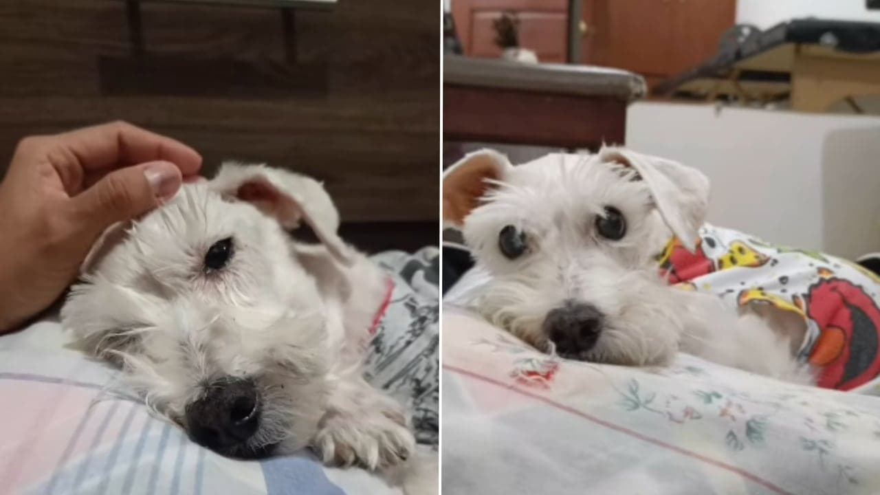 Pukita: una historia de amor incondicional que nos enseña