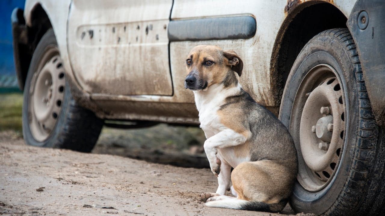 Ley de protección animal: un paso hacia la justicia social