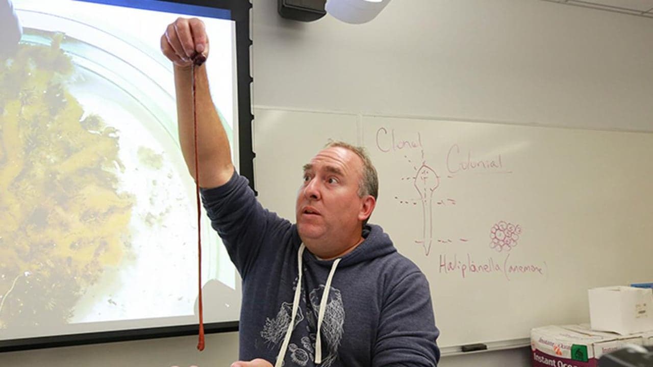 La historia de Baseodiscus: un gusano que nos enseña sobre la vida